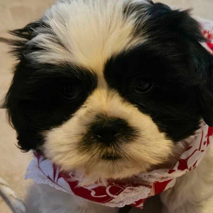 Nibbles joined the competition — help win amazing prizes! accessories, affenpinscher, animal, canine, clothing, cockerspaniel, costume, dog, face, head, person, pet, photography, poodle, portrait, puppy, strap, terrier, toy, whitedog