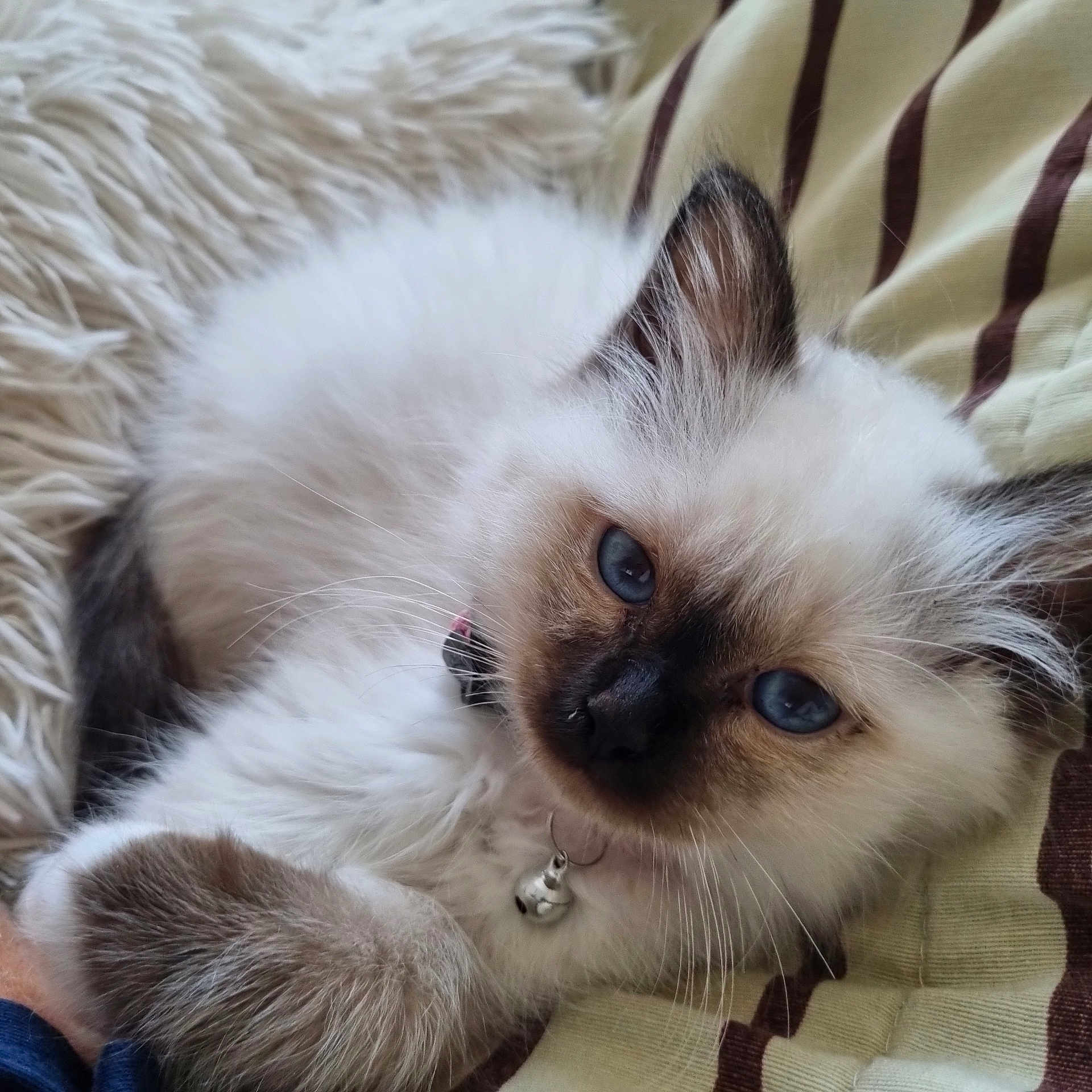 Alma a rejoint le concours — aidez-le/la à gagner de superbes lots ! kitten, cat, blue_eyes, fluffy, collar, bell, pet, fur, whiskers, cute, animal, domestic_cat, resting, closeup, indoor, striped_fabric, blanket, soft_texture, young_cat, cozy