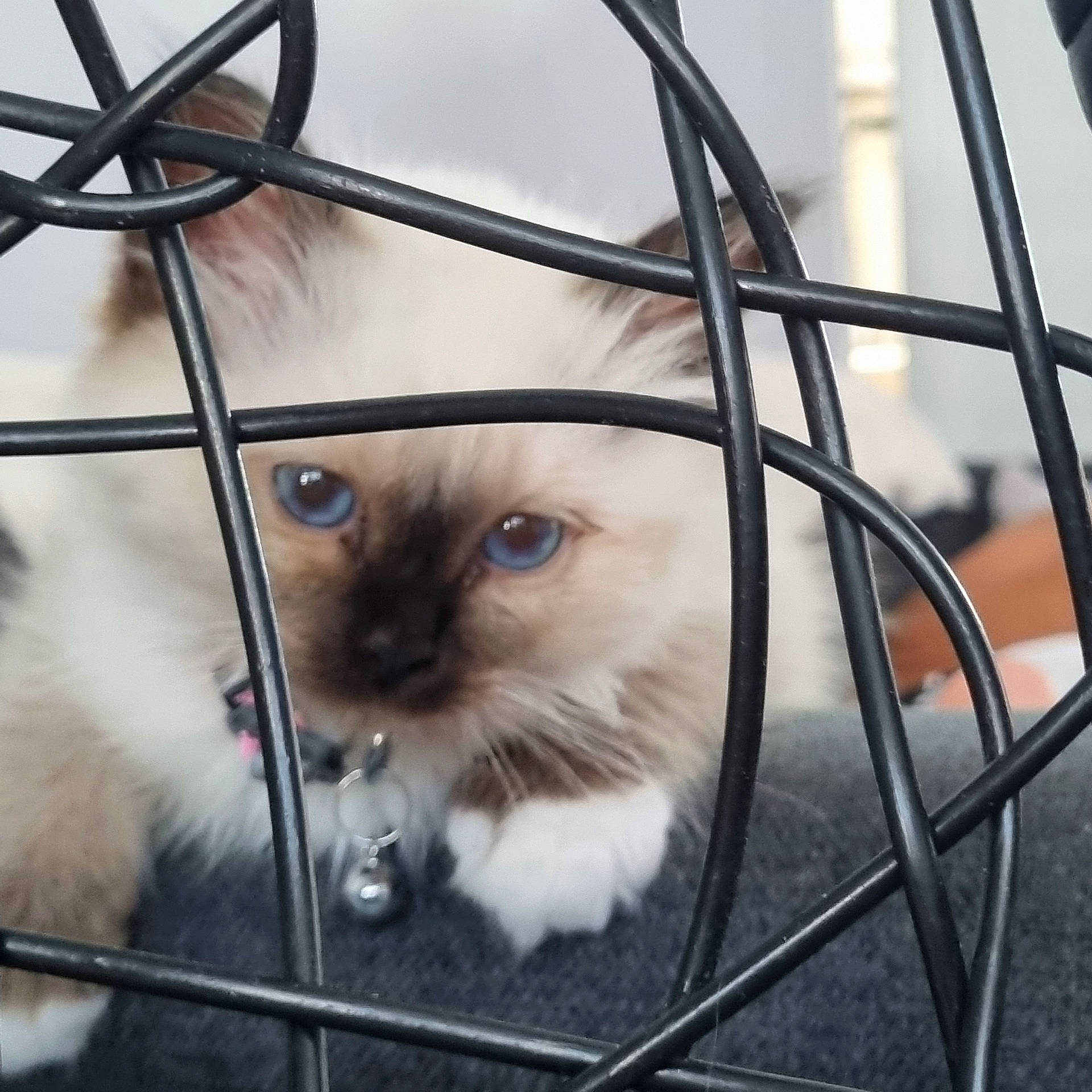 Alma a rejoint le concours — aidez-le/la à gagner de superbes lots ! animal, bell, blue_eyes, cage, cat, close_up, collar, curious, cute, domestic_cat, feline, fur, indoor, kitten, paw, pet, playful, whiskers, wire, young