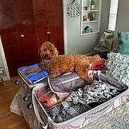 Coco Mia joined the competition — help win amazing prizes! dog, suitcase, bed, clothing, pillow, room, wooden_floor, curly_hair, pet, indoor, furniture, door, shelf, blanket, decor, window, curtain, collar, luggage, relaxing