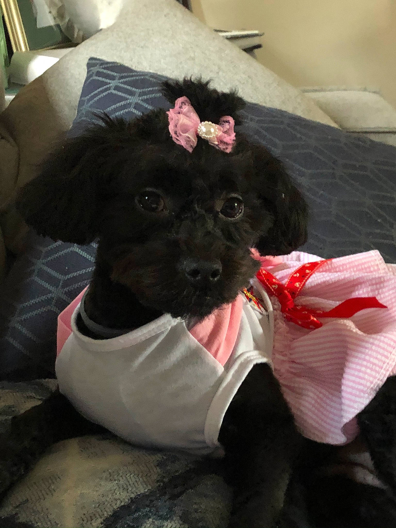 Kayla is registered to the contest to win money with this photo: canidae, carmine, carnivore, collar, comfort, companion_dog, couch, dog, dog_breed, dog_collar, dog_supply, fur, non_sporting_group, pet_supply, sleeve, snout, sporting_group, toy_dog, working_animal