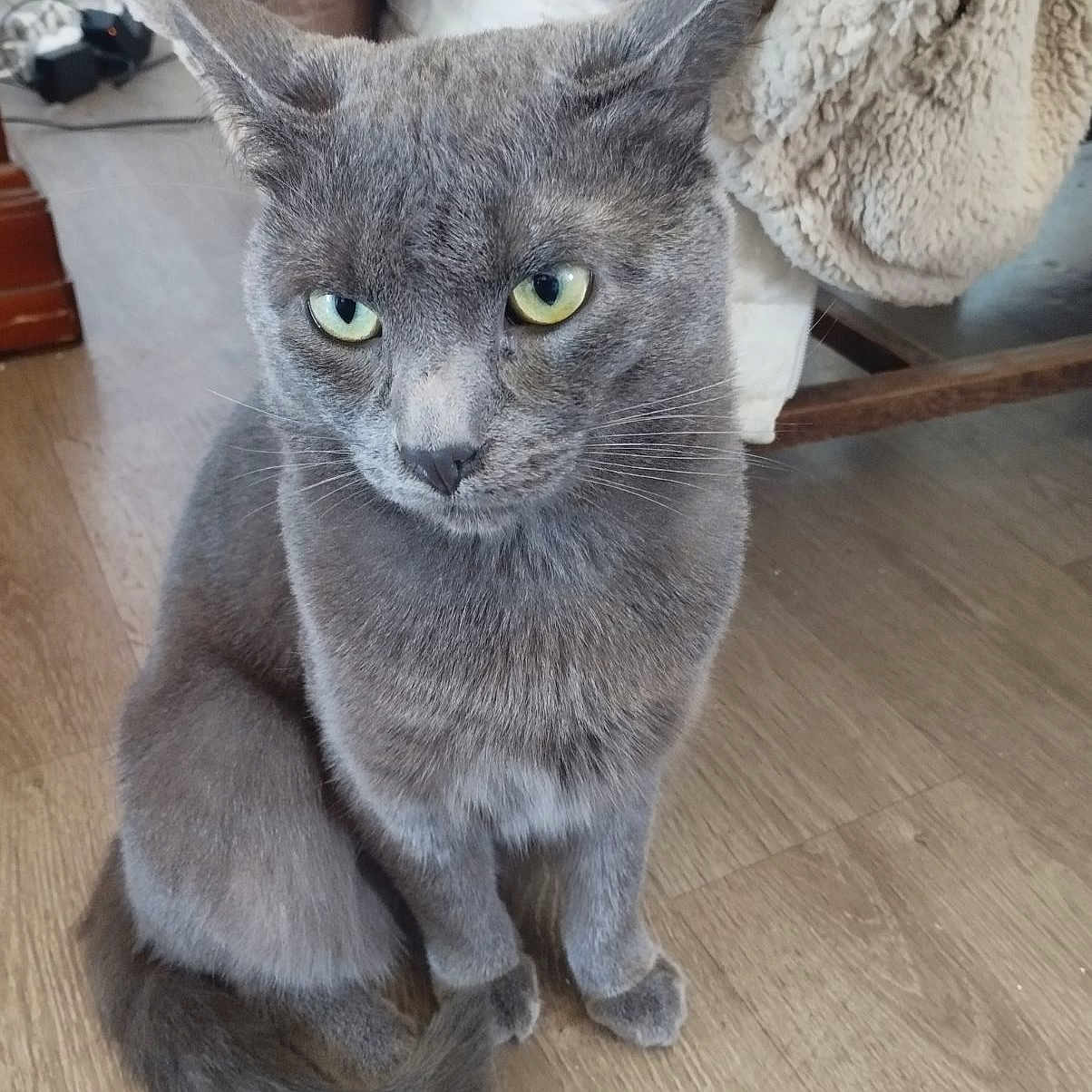 Zorro a rejoint le concours — aidez-le/la à gagner de superbes lots ! abyssinian, angora, animal, cat, egyptiancat, gray, hardwood, indoors, kitten, manx, pet, wood