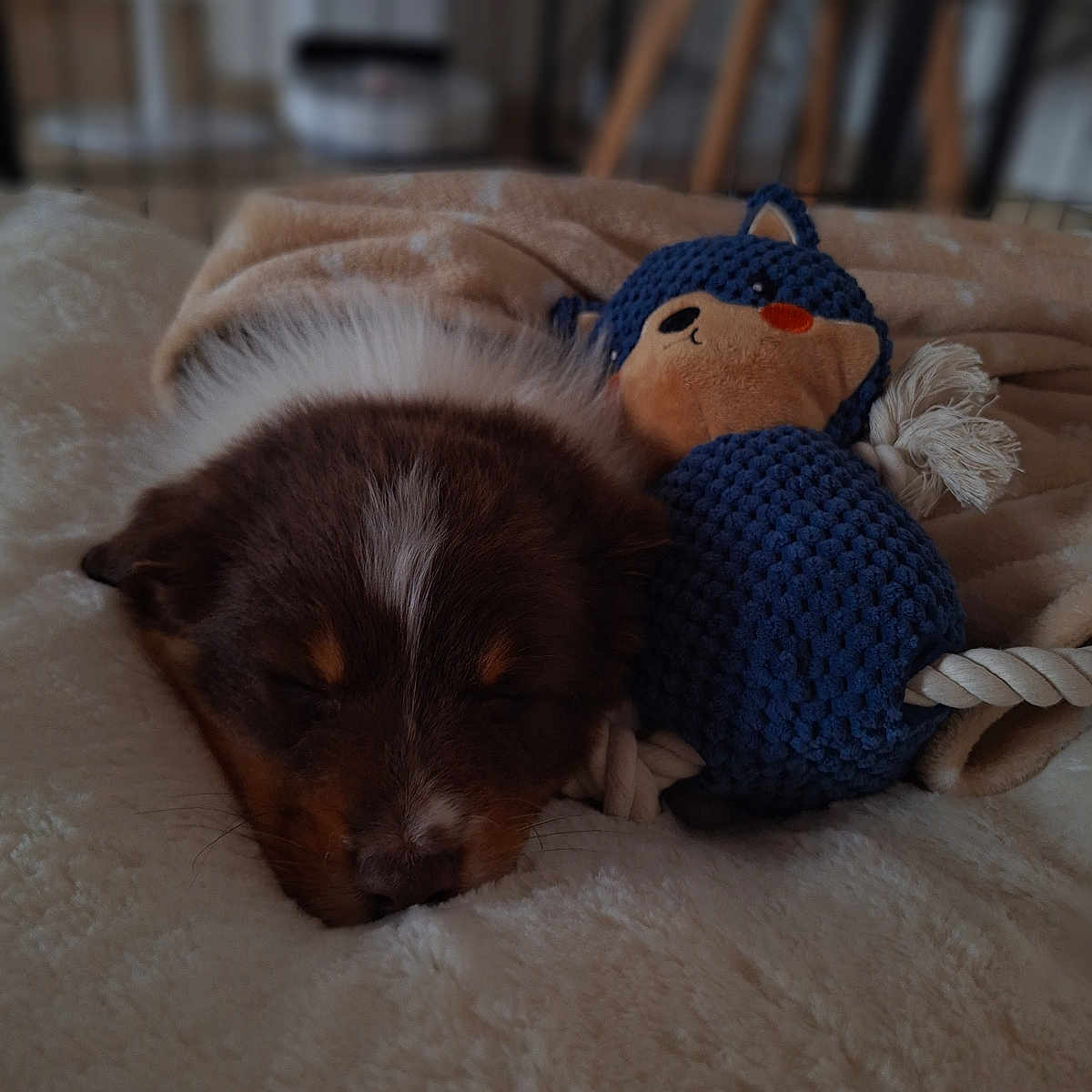 Arya participe au concours pour gagner de l'argent avec cette photo : animal, blanket, canine, cat, clothing, couch, cushion, dog, furniture, hat, homedecor, hound, kitten, knitwear, pet, puppy, sweater, terrier, toy, wood