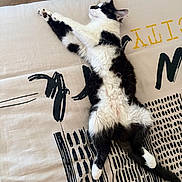 Bella participe au concours pour gagner de l'argent avec cette photo : animal, belly_up, black_and_white, cat, cushion, cute, furry, indoors, lying_down, patterned_fabric, paws, pet, pillow, relaxed, sleeping, stretched, tail, tuxedo_cat, whiskers, wood_floor