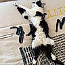 cat, black_and_white, tuxedo_cat, pet, animal, furry, sleeping, lying_down, stretched, belly_up, paws, tail, whiskers, indoors, cushion, pillow, patterned_fabric, wood_floor, relaxed, cute