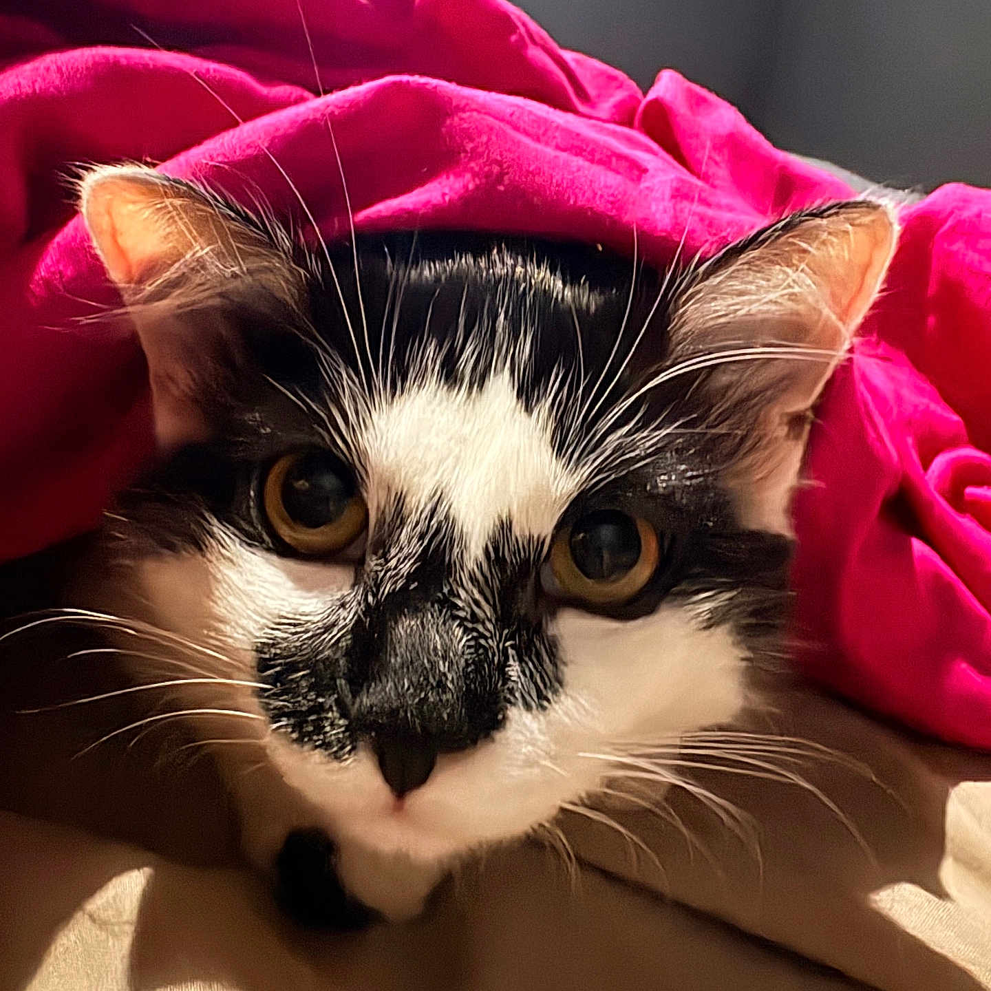 Bella