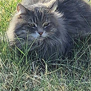 Sally joined the competition — help win amazing prizes! animal, cat, crouching, ears, eyes, feline, fluffy, fur, garden, grass, gray_fur, longhaired, nature, outdoor, pebbles, pet, portrait, sitting, weeds, whiskers