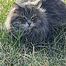 animal, cat, crouching, ears, eyes, feline, fluffy, fur, garden, grass, gray_fur, longhaired, nature, outdoor, pebbles, pet, portrait, sitting, weeds, whiskers