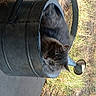 Sally joined the competition — help win amazing prizes! animal, cat, curious, ears, face, fluffy, funny, garden, grass, gray_fur, green_eyes, hose, metal_container, outdoor, peeking, pet, sunlight, tabby, watering_can, whiskers