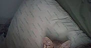 Piper joined the competition — help win amazing prizes! bed, bedroom, blanket, cat, cozy, dim_lighting, ears, feline, fluffy, fur, indoors, kitten, night, pet, pillow, portrait, resting, sleepy, whiskers, wooden_headboard
