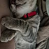 animal, bed, bedding, blanket, cat, close_up, closed_eyes, cozy, crossed_paws, indoors, nap, paws, pet, portrait, red_collar, relaxed, sleeping, striped_fur, tabby, whiskers