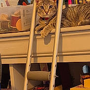 Piper joined the competition — help win amazing prizes! animal, bell, boxes, cat, collar, craft_supplies, curtain, feline, funny_pose, green_eyes, home, indoors, ladder, lying_down, pet, portrait, shelf, sitting, storage, tabby