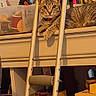 animal, bell, boxes, cat, collar, craft_supplies, curtain, feline, funny_pose, green_eyes, home, indoors, ladder, lying_down, pet, portrait, shelf, sitting, storage, tabby