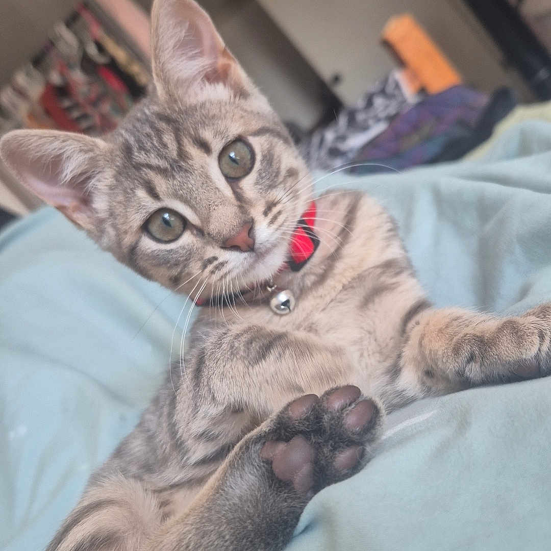 Piper