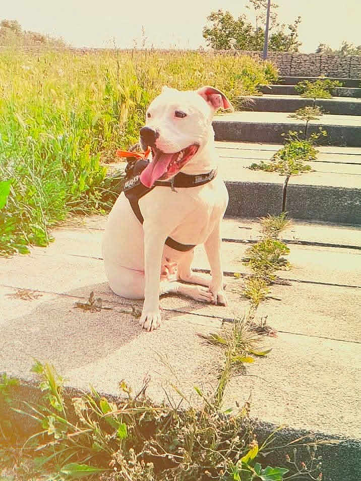Maya a rejoint le concours — aidez-le/la à gagner de superbes lots ! dog, white_dog, outdoor, steps, grass, sunlight, happy, panting, harness, concrete, plants, summer, nature, pet, animal, tongue_out, sitting, daytime, smiling, canine