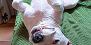 Maya participe au concours pour gagner de l'argent avec cette photo : dog, white_dog, pet, lying_down, upside_down, playful, green_blanket, indoor, floor_tiles, happy, tail, ears, paw, nose, teeth, canine, cute, animal, funny_pose, relaxed