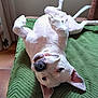 dog, white_dog, pet, lying_down, upside_down, playful, green_blanket, indoor, floor_tiles, happy, tail, ears, paw, nose, teeth, canine, cute, animal, funny_pose, relaxed