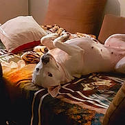 Maya a rejoint le concours — aidez-le/la à gagner de superbes lots ! dog, white_dog, couch, blanket, pillow, indoor, window, relaxed, pet, animal, lying_down, cozy, home, furniture, playful, resting, domestic, comfort, canine, living_room