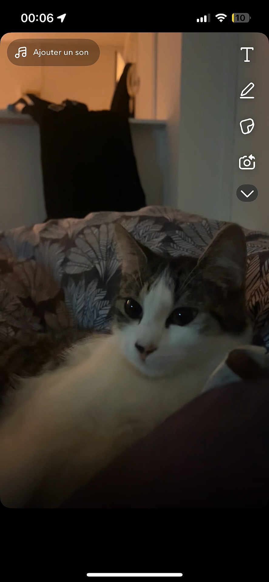 Kitty