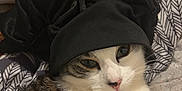 Kitty a rejoint le concours — aidez-le/la à gagner de superbes lots ! cat, pet, animal, scrunchie, black_fabric, white_fur, striped_fur, face, portrait, close_up, indoor, relaxed, gaming_controller, patterned_fabric, couch, cozy, whiskers, pink_nose, fur_texture, domestic