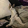 cat, kitten, blanket, pillow, fur, pet, animal, cute, relaxed, indoor, cozy, resting, whiskers, tabby, white_fur, small, young, legs_stretched, sitting, bedroom