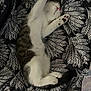 kitten, sleeping, cat, paw, blanket, patterned, fur, cozy, resting, cute, animal, pet, whiskers, tail, indoor, soft, relaxed, black, white, striped