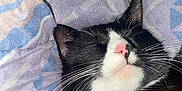 Peanuts participe au concours pour gagner de l'argent avec cette photo : cat, sleeping, black_and_white, whiskers, pink_nose, blanket, fabric, cozy, close_up, pet, animal, resting, fur, cute, indoor, relaxation, soft, domestic_cat, peaceful, nap