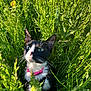 cat, tuxedo_cat, pink_collar, green_grass, wildflowers, yellow_flower, outdoor, nature, sunlight, closeup, curious, whiskers, black_and_white, pet, animal, feline, summer, daylight, flora, grass