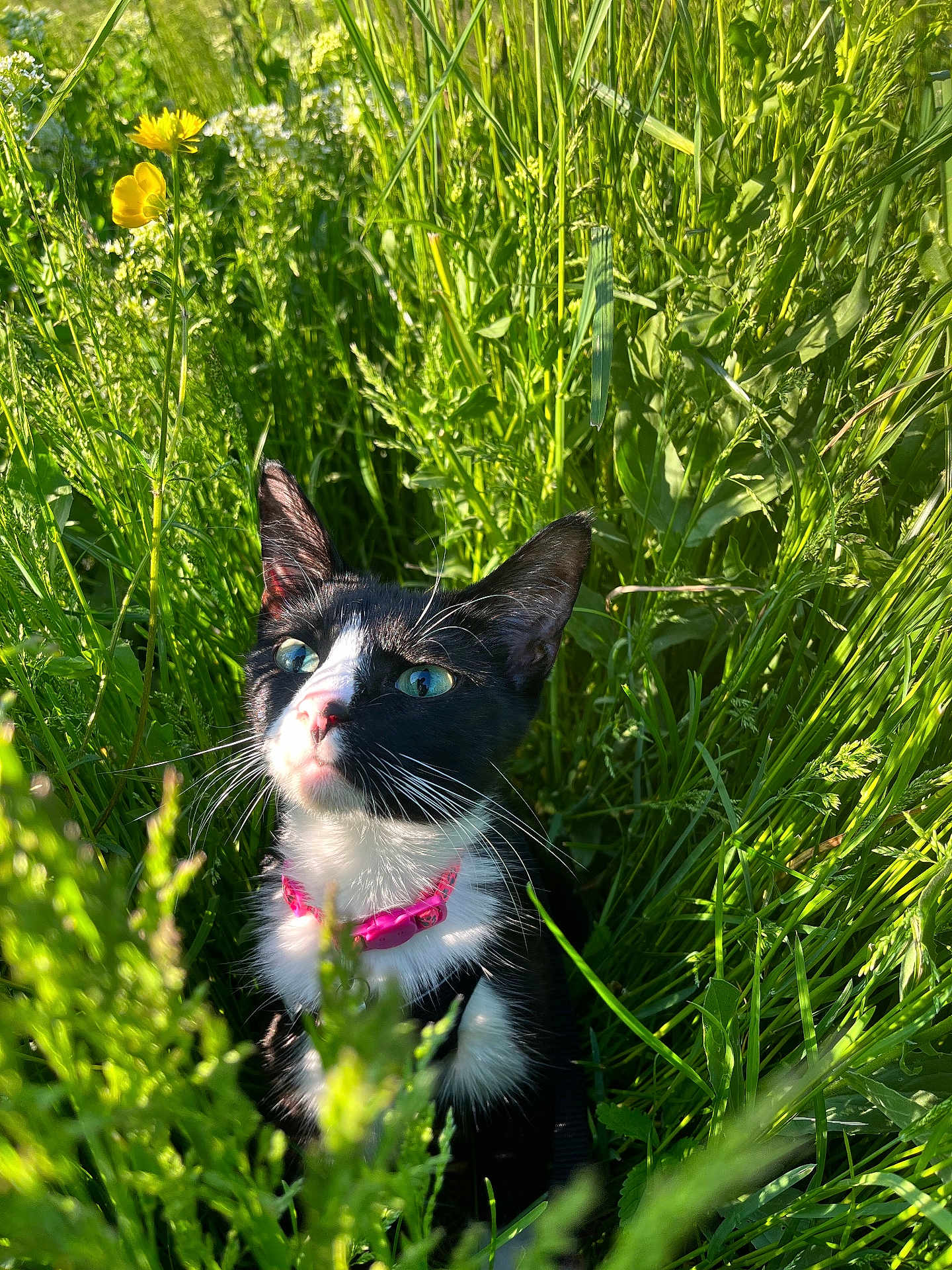 Peanuts a rejoint le concours — aidez-le/la à gagner de superbes lots ! cat, tuxedo_cat, pink_collar, green_grass, wildflowers, yellow_flower, outdoor, nature, sunlight, closeup, curious, whiskers, black_and_white, pet, animal, feline, summer, daylight, flora, grass
