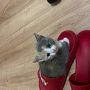 Rooky participe au concours pour gagner de l'argent avec cette photo : kitten, cat, red_slipper, levi's, wooden_floor, pet, small, cute, animal, indoor, fur, whiskers, paw, domestic, young, looking_up, playful, cozy, resting, curious