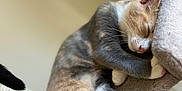 Rooky participe au concours pour gagner de l'argent avec cette photo : cat, sleeping, cat_tree, feline, cozy, fur, whiskers, paws, indoor, pet, relaxing, cute, animal, mammal, resting, soft, close_up, tabby, calico, peaceful
