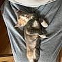 Rooky participe au concours pour gagner de l'argent avec cette photo : cat, kitten, sleeping, lap, person, grey_sweatpants, white_shirt, indoor, relaxed, cute, pet, animal, fur, paws, resting, cozy, home, wood_floor, casual, comfort