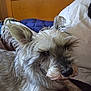 dog, pet, fluffy, fur, bed, resting, indoor, animal, canine, headboard, pillow, brown, white, relaxed, scruffy, closeup, sleepy, ears, comfort, companion