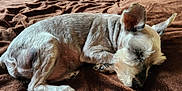 Littlebit is registered to the contest to win money with this photo: dog, sleeping, bed, blanket, indoor, brown, fur, pet, resting, cozy, animal, small_dog, canine, paw, ears, quiet, relaxation, comfort, home, fur_texture