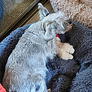 Littlebit joined the competition — help win amazing prizes! dog, pet_bed, plush_toy, gray_fur, cozy, sleeping, indoor, carpet, resting, fur, animal, domestic_animal, cute, bedroom, soft_texture, relaxation, companion, small_dog, fluffy, comfort