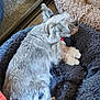 dog, pet_bed, plush_toy, gray_fur, cozy, sleeping, indoor, carpet, resting, fur, animal, domestic_animal, cute, bedroom, soft_texture, relaxation, companion, small_dog, fluffy, comfort