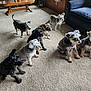 dog, indoor, carpet, furniture, treat, hand, couch, table, waiting, pet, group, animal, room, canine, attention, home, brown, gray, black, white