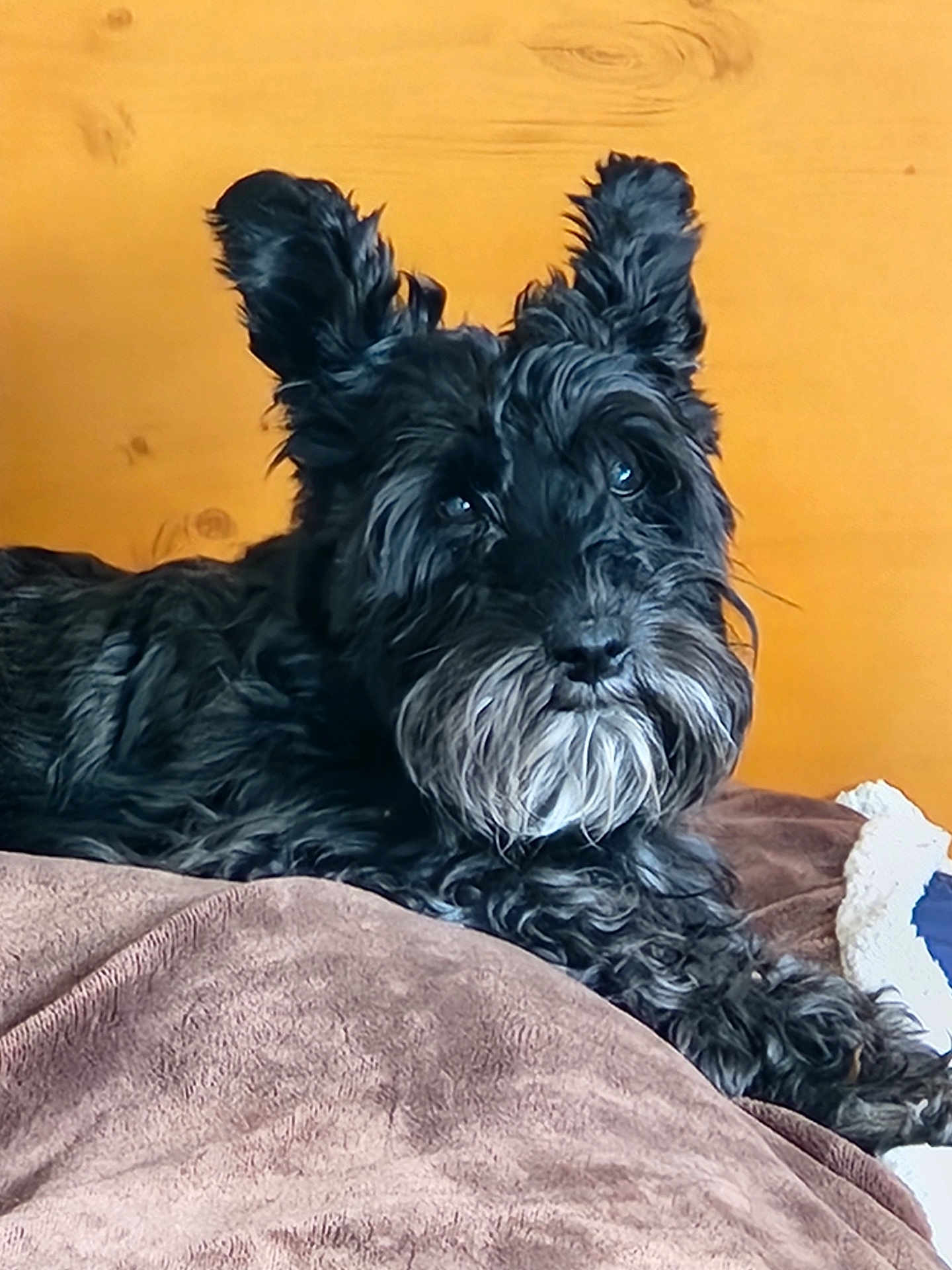Sco is registered to the contest to win money with this photo: dog, black_dog, pet, fluffy, ears, beard, blanket, brown_blanket, wooden_background, indoors, cute, animal, canine, laying_down, fur, portrait, companion, domestic_animal, relaxed, curious