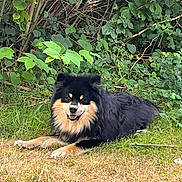 Taz participe au concours pour gagner de l'argent avec cette photo : animal, background, black, canine, cute, dog, friendly, fur, grass, greenery, happy, leafy, lying_down, mammal, nature, outdoor, pet, relaxed, smiling, tan