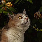Lilou a rejoint le concours — aidez-le/la à gagner de superbes lots ! cat, animal, pet, fur, whiskers, close_up, eyes, nature, leaves, flowers, greenery, curious, portrait, outdoor, wildlife, mammal, feline, head, nose, ears