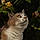 Lilou