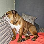 animal, blanket, brown, bulldog, couch, cute, dog, ears, face, fur, home, indoor, looking, paw, pet, portrait, resting, sitting, striped, white