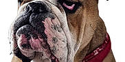Edgar a rejoint le concours — aidez-le/la à gagner de superbes lots ! animal, boxer, bulldog, canine, dog, frenchbulldog, pet, pitbull, puppy, snout, whitedog