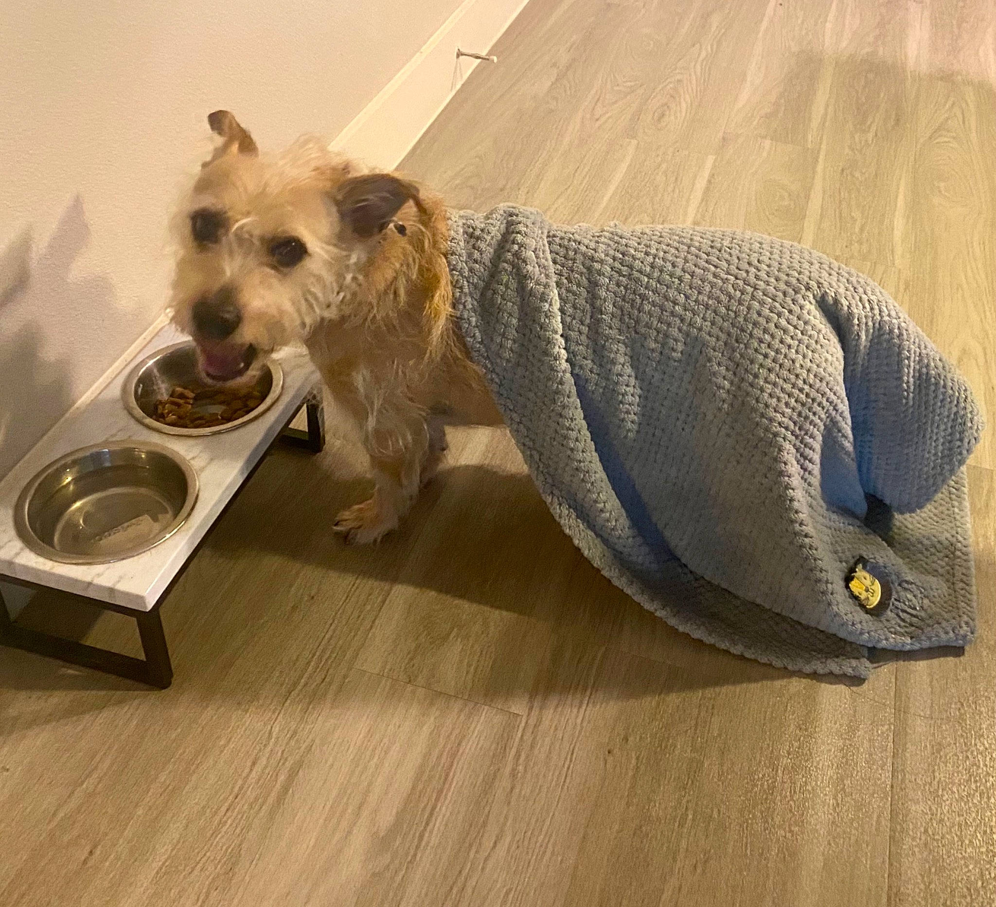 Crockett is registered to the contest to win money with this photo: carnivore, companion_dog, dog, dog_breed, dog_clothes, dog_supply, fawn, floor, flooring, hardwood, pet_supply, small_terrier, snout, tail, terrier, toy_dog, wood, wood_flooring, wood_stain, working_animal