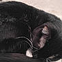 animal, bed, black_and_white, blanket, cat, close_up, cozy, cute, domestic_animal, feline, fur, nap, pattern, pet, relaxed, resting, sleeping, soft, tail, whiskers