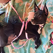 Baby is registered to the contest to win money with this photo: dog, black_dog, small_dog, pet, costume, tutu, pink_straps, blanket, plush_toy, ears_up, alert, lying_down, indoor, cute, animal, playful, curious, canine, fur, collar