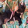 dog, black_dog, small_dog, pet, costume, tutu, pink_straps, blanket, plush_toy, ears_up, alert, lying_down, indoor, cute, animal, playful, curious, canine, fur, collar