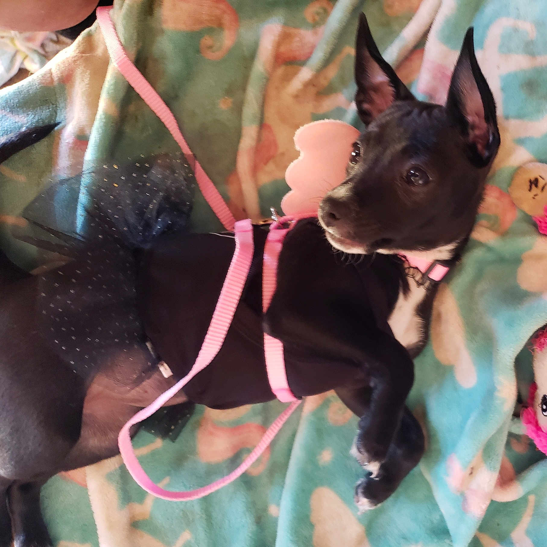 Baby is registered to the contest to win money with this photo: alert, animal, black_dog, blanket, canine, collar, costume, curious, cute, dog, ears_up, fur, indoor, lying_down, pet, pink_straps, playful, plush_toy, small_dog, tutu