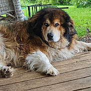 Bear is registered to the contest to win money with this photo: dog, animal, outdoor, porch, wood, fur, fluffy, brown, black, white, pet, canine, nature, greenery, grass, relaxed, large, mammal, resting, peaceful