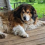 dog, animal, outdoor, porch, wood, fur, fluffy, brown, black, white, pet, canine, nature, greenery, grass, relaxed, large, mammal, resting, peaceful